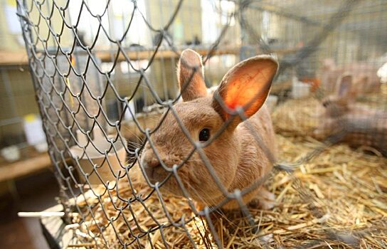 В зауральских детских домах начали разводить кроликов и куриц