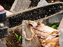Новокузнечане пожаловались на массовую вырубку деревьев в центре города
