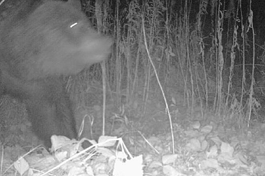 Замглавы Краснотурьинска призвал садоводов не прикармливать медведей