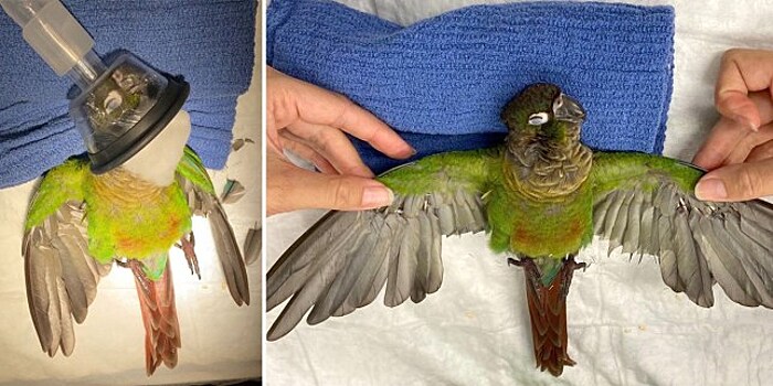 Ветеринар сделал попугайчику новые искусственные крылья
