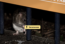 Дезинсектор Егорова: крысы могут заразить человека опасными болезнями