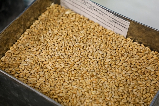 В Светлоярском районе в пшенице нашли карантинный объект