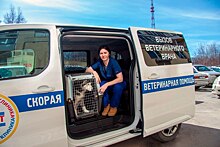 В Новосибирске появилась скорая помощь для котов, собак и лошадей