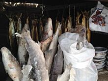 Десять научных проектов из Красноярска получили федеральную поддержку