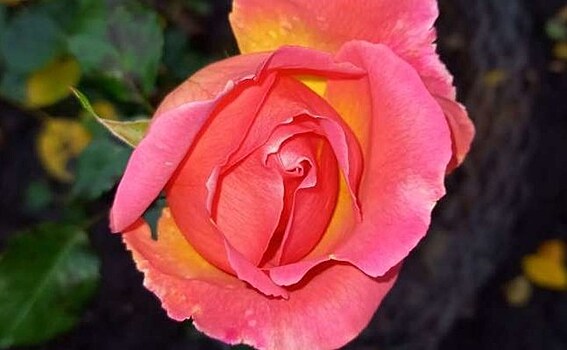В коллекции Никитского ботанического сада Крыма появился уникальный сорт розы