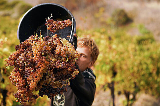 Крымские виноделы могут остановить работу