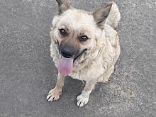 Волонтеры, спасающие животных из курского приграничья, собирают деньги на мини-приют