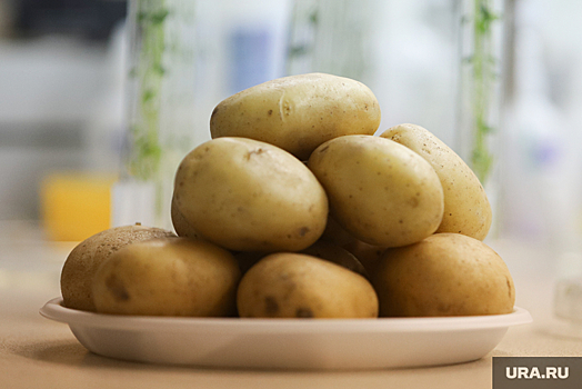Челябинцы раскупают белый картофель