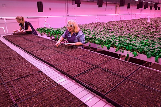 В регионах ЦФО нарастят производство зелени и салатов