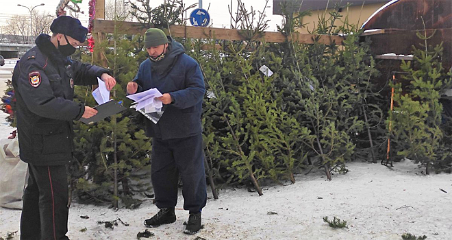Новокузнецкие продавцы новогодних елей попались на нарушениях