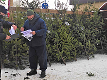 Новокузнецкие продавцы новогодних елей попались на нарушениях