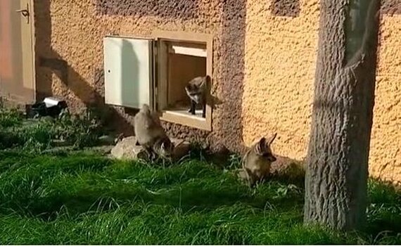 В зоопарке Казани выпустили на прогулку большеухих лисиц