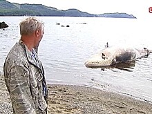 На пляже в Находке уже несколько суток лежит мертвый кит