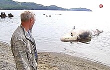 На пляже в Находке уже несколько суток лежит мертвый кит