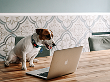 Эльдар Калимулин превращается в пса в трейлере сериала «Жека Рассел»