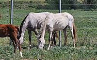 Десятки лошадей погибли от голода на конном заводе