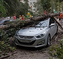 В Волгограде сильный ветер валит деревья на машины