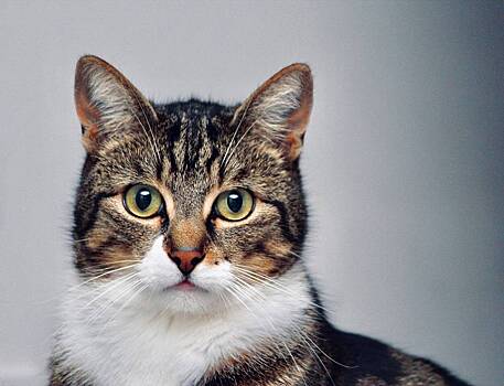 В доме одинокого мужчины нашли 65 зараженных вирусами кошек