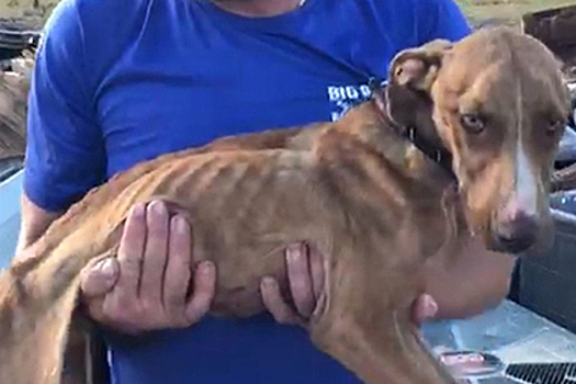 Щенок три недели выживал под обломками дома после урагана и спасся