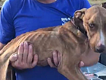 Щенок три недели выживал под обломками дома после урагана и спасся