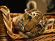 Обзор иноСМИ: «пощечина» Токио от Москвы и миссия по спасению «любимой кошки Путина»