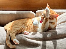 Почему кошки иногда лижут своих хозяев?