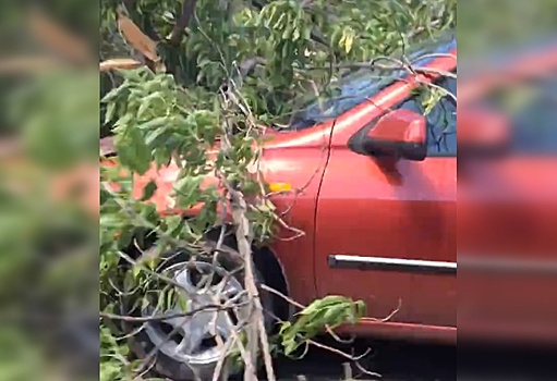 Первая жертва штормового ветра: на Зубчаниновском шоссе дерево упало на автомобиль