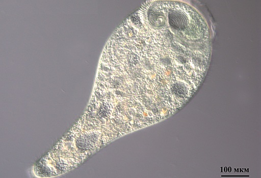 Биологи изучили микробиом инфузорий