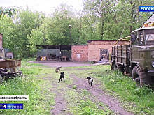 Следственный комитет возбудил уголовное дело о нападении на двухлетнего ребенка в Ногинске