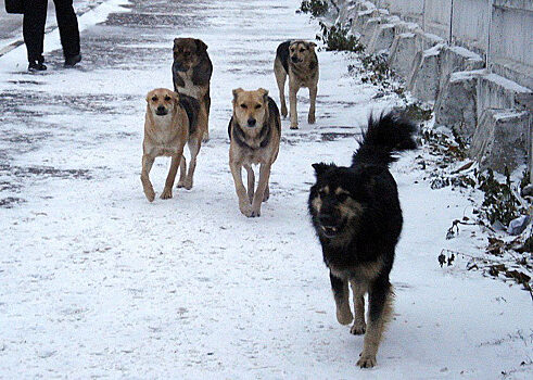 В Красноярске будут повторно отлавливать агрессивных собак