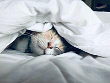 Котзилла ворвался в город