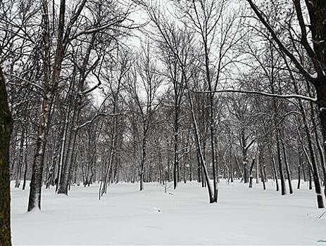 Минприроды региона требует вернуть в ЕГРН записи о Самарском лесничестве