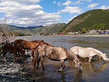 Отдых на Алтае подорожает на 15-20%