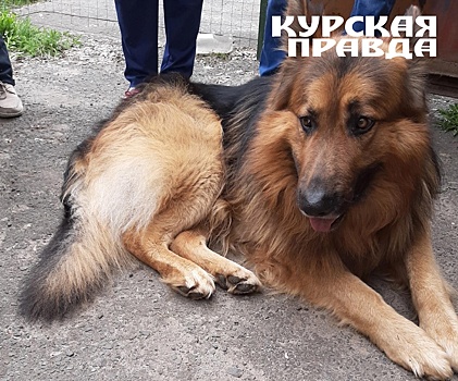 В Курской области откроется первый в России лечебный центр для служебных собак