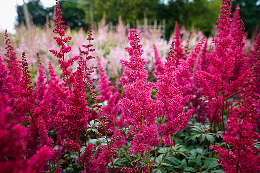 Хоста, флокс и астильба: какие еще многолетники встречаются на клумбах города