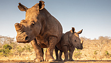 В ЮАР объявлено об успехах в борьбе с браконьерством
