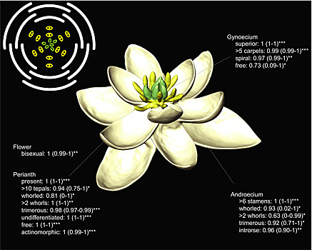 Российские ученые включились в споры о древнейшем цветке