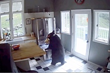 Медведь пробрался в дом и опустошил холодильник
