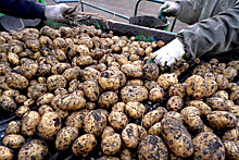 Диетолог Леонов рассказал, кому может навредить картофель