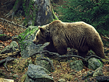 В Индии медведь утащил школьника из класса во время уроков