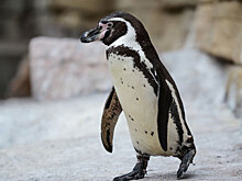 Во время наводнения в Тбилиси в зоопарке утонули пингвины