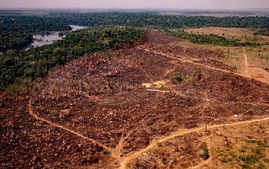 В Амазонии вырубка лесов бьет все рекорды