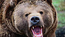 Житель Тувы прожил месяц в берлоге с медведем