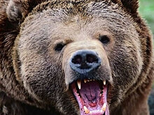 Житель Тувы прожил месяц в берлоге с медведем