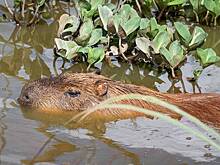Лучших друзей капибару и тапира усыпили в один день в британском зоопарке