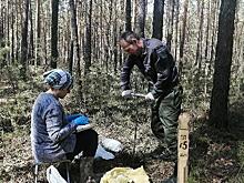 Учёные Алтайского ГАУ изучают устойчивость сосен барнаульского бора в условиях техногенного загрязнения