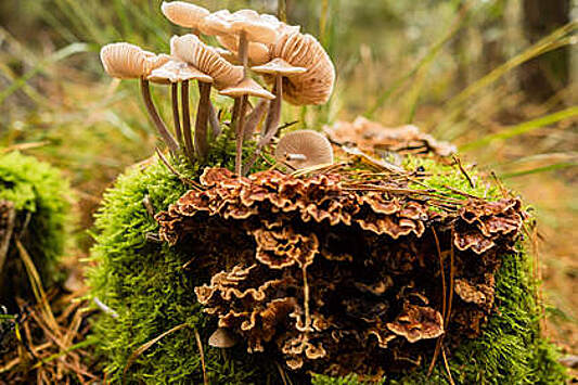 Жителей Подмосковья предупредили о нашествии ядовитых грибов