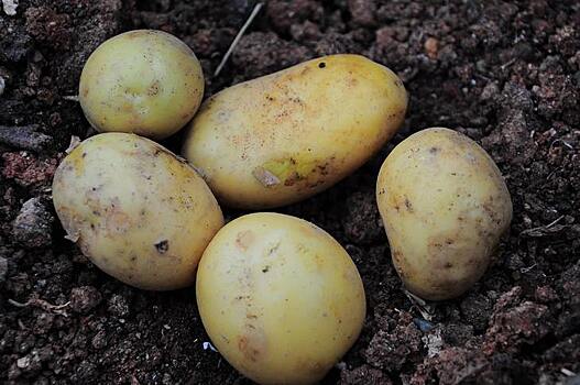 Нематоды могут увеличить риск появления черной ножки у картофеля