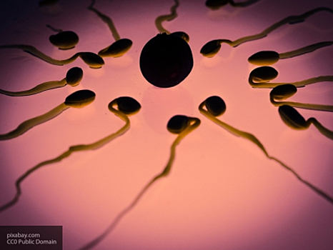 Ученые объявили открытым сезон идеальной спермы