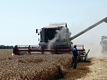 Кубанские аграрии установили новый рекорд России по урожайности озимой пшеницы